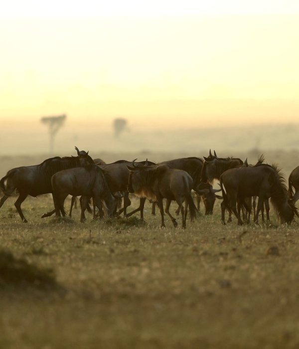 migration serengeti